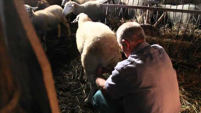 La mungitura di una pecora 