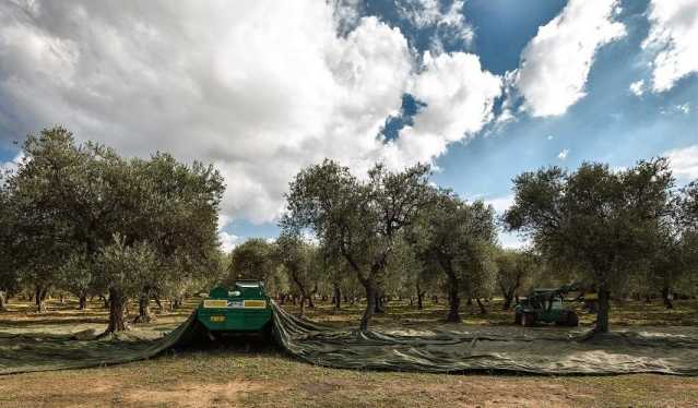 Raccolta olio