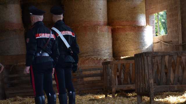 Furto di bestiame a Villamassargia