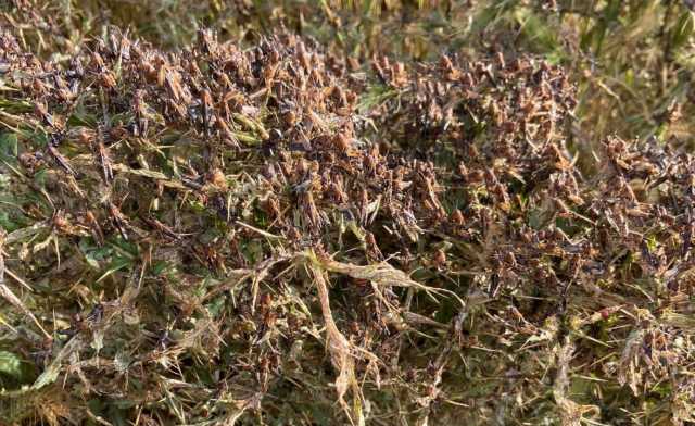 Invasione di cavallette a Noragugume 