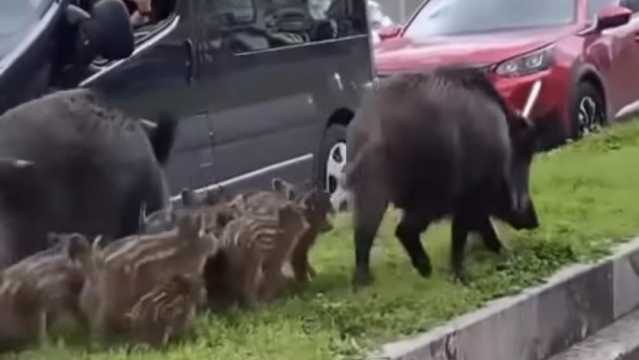 Immagine simbolo