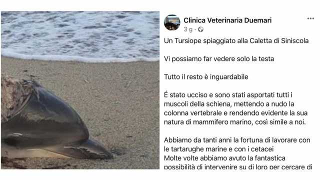 Il Delfino