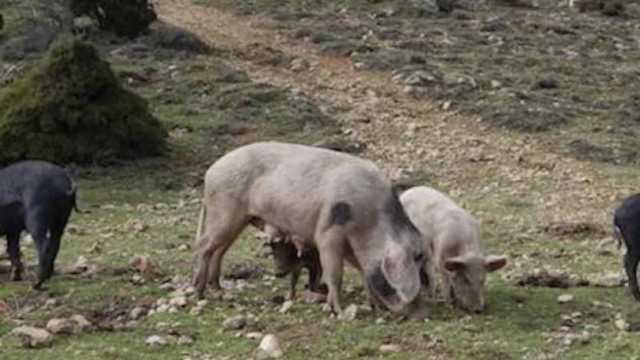 Immagine simbolo