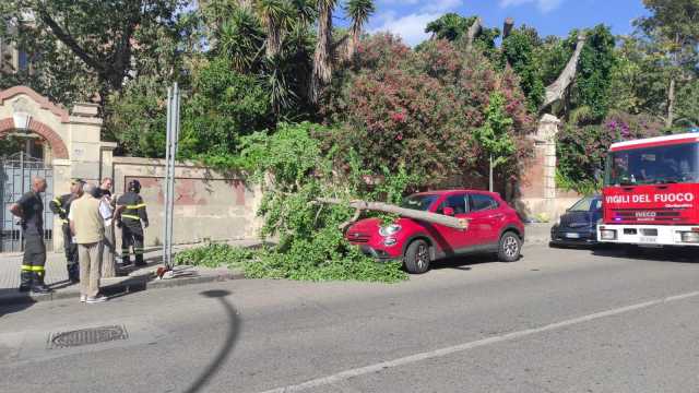 Albero caduto in viale Trento 