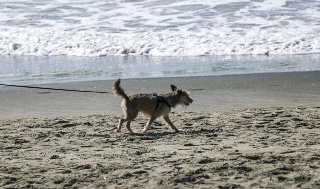 cani spiaggia