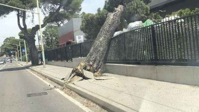 L'albero