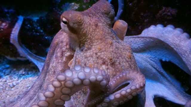 Polpo pesca