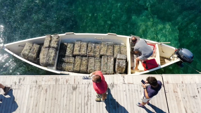 iL VERMENTINO CHE HA RIPOSATO IN MARE 