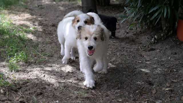 Cane del canile di via Po a Cagliari 