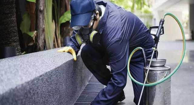 Cagliari, allarme scarafaggi: disinfestazione alla scuola primaria di via Garavetti: