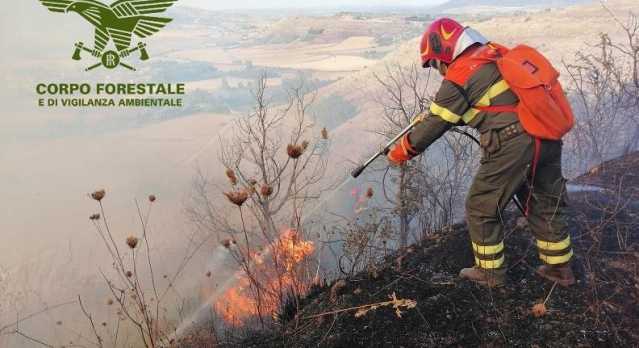 Forestale