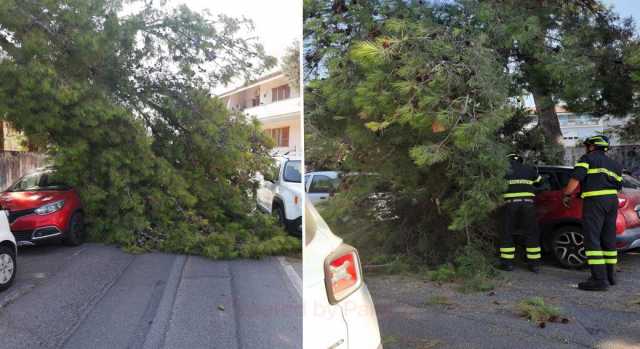 sindaco, ramo, albero, auto, andrea lutzu