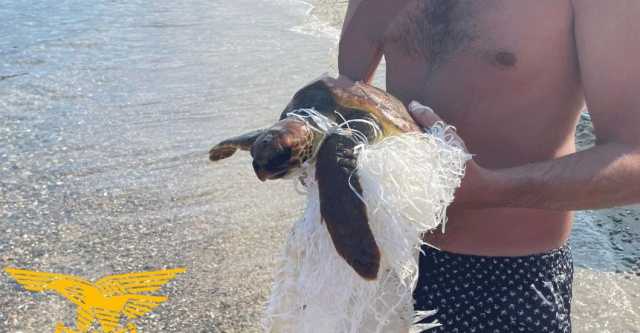Nuotava avvolta in un sacco di plastica e iuta: tartaruga marina salvata da un turista