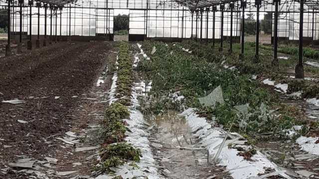 Il maltempo distrugge vigne, serre e orti nel Cagliaritano: "Uva del Vermentino flagellata"