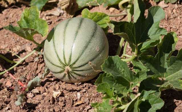 Coltivazioni di angurie, meloni e pomodori: "Quest'anno niente sprechi e prezzi dignitosi per gli agricoltori"