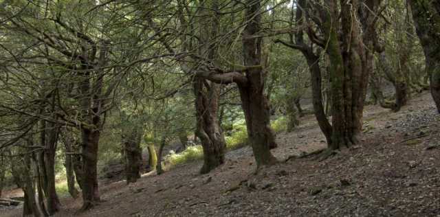 bosco sardegna