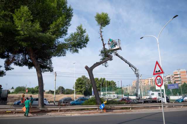 Cagliari, il Comune abbatte un pino in viale Campioni d’Italia: "Intervento urgente"