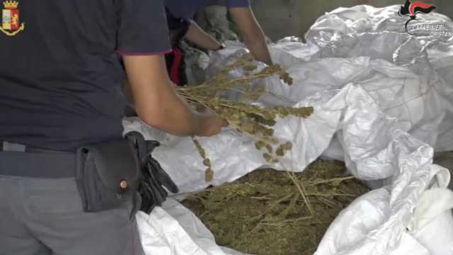 Blitz a Tramatza, più di 500 chili di marijuana nascosti nei sacchi di mangime