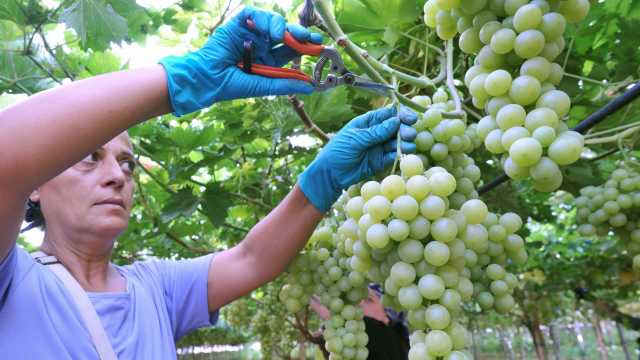 vENDEMMIA