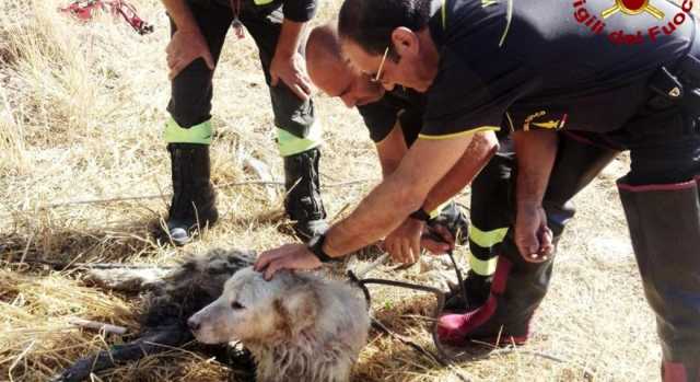 Musei, paura per un cane precipitato in un canale: l'intervento dei vigili del fuoco