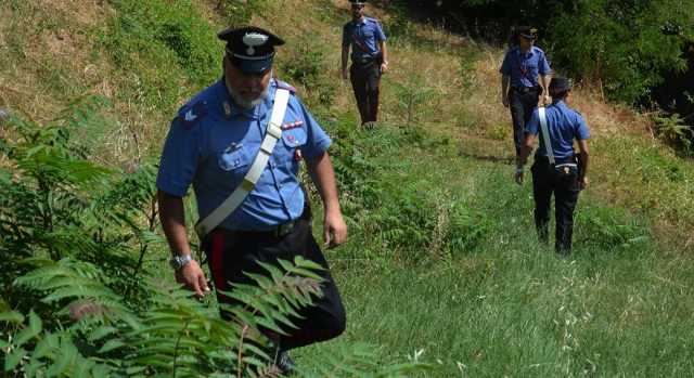 Nascondeva in ovile tre piante di marijuana alte due metri: denunciato un trentunenne