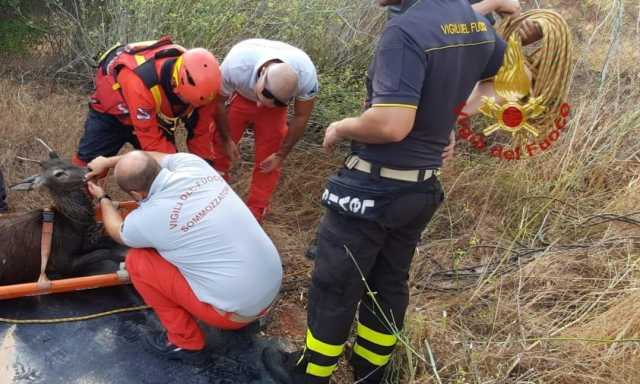 CERVO VIGILI DEL FUOCO