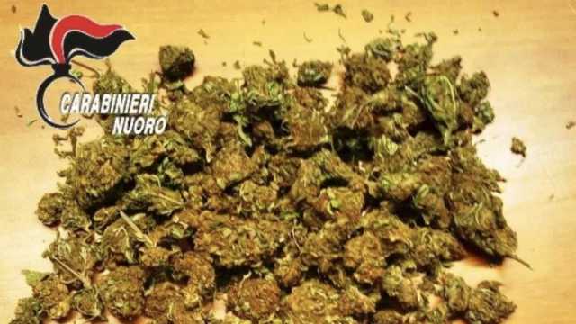 Quattro sacchi di marijuana nelle campagne di Desulo: la scoperta dei carabinieri