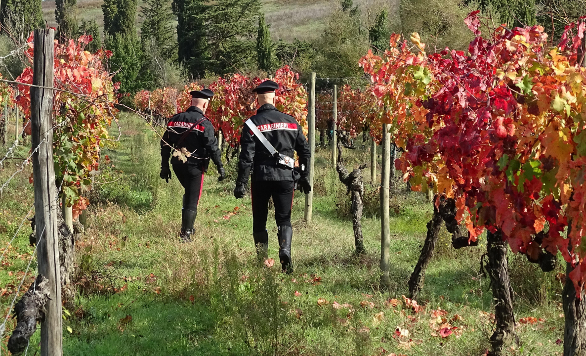 Vendemmia abusiva Senorbì