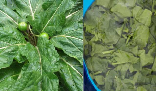 Mandragora spinaci
