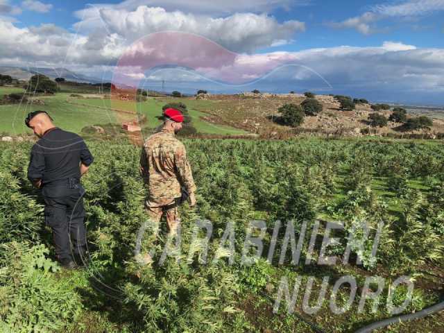 MACOMER ARRESTATO DAI CARABINIERI PER COLTIVAZIONE DI SOSTANZE STUPEFACENTI