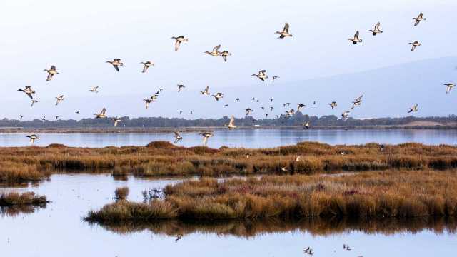 Con il parapendio disturba i fenicotteri della zona protetta nello stagno di Arborea