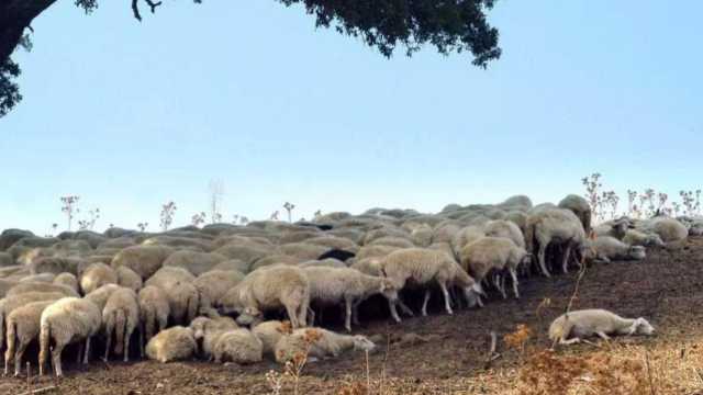 gregge di pecore in Sardegna