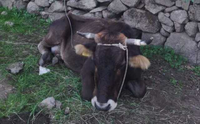 malattia cervo
