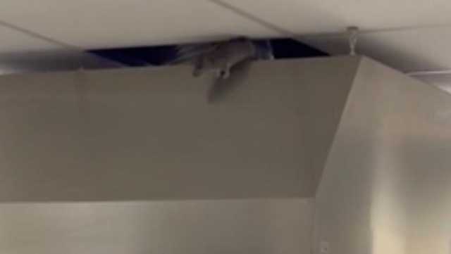 Cagliari, spunta un topo nella mensa dell'ospedale oncologico (Video)
