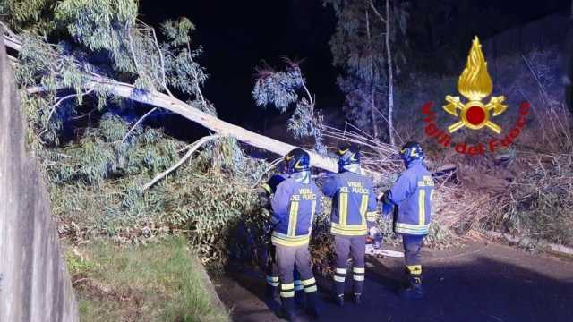 Paura a Serdiana, albero crolla per il forte vento