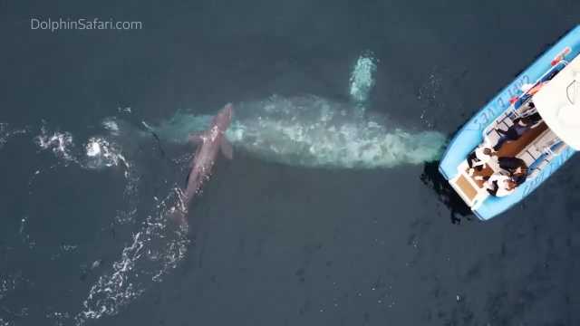 California, una balena partorisce in mare davanti ai turisti