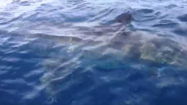 Dramma in Messico, si immerge in acqua per pescare: decapitato da uno squalo bianco