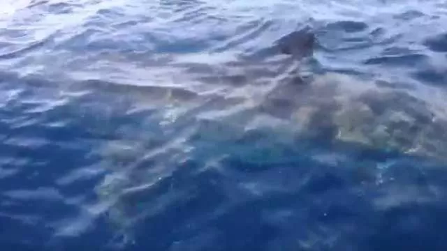 Dramma in Messico, si immerge in acqua per pescare: decapitato da uno squalo bianco