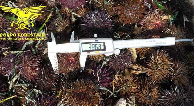 sequestro ricci di mare