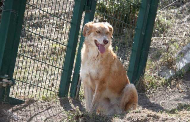 Cane Alma Sassari