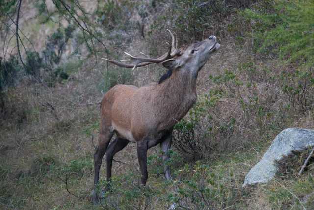 cervo