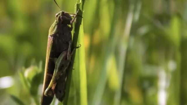 A Ottana la prima schiusa di uova di cavallette, torna l'allerta: 