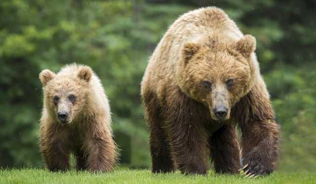 Trentino, il Tar sospende l'uccisione degli orsi Jj4 e Mj5