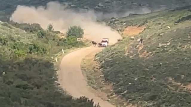Mondiale di rally in Sardegna: pilota investe una mucca che invade la pista