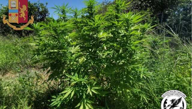 Marijuana Per Cop3