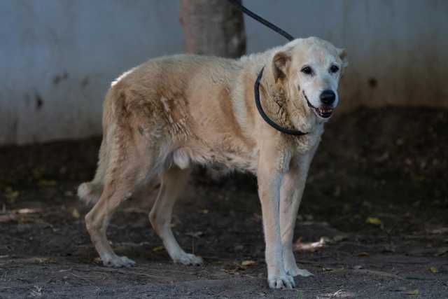 Lillo, il cane che aspetta l'adozione