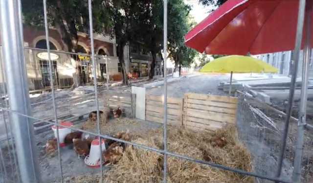 Cagliari, nel cantiere di viale Trieste un pollaio con le galline: la singolare protesta dei residenti 