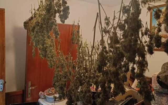 Milis, nel cortile di casa nascondeva una coltivazione di marijuana: arrestato