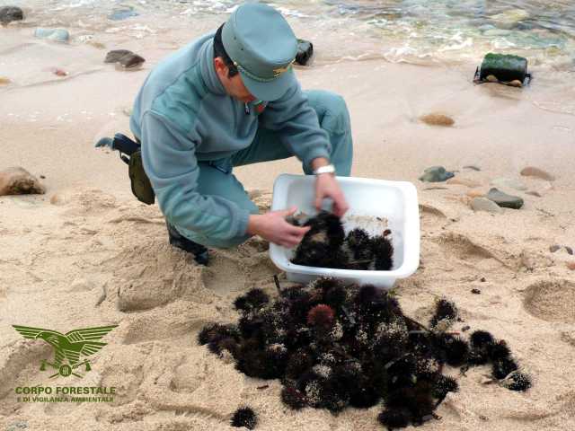 Pesca Abusiva Ricci Di Mare