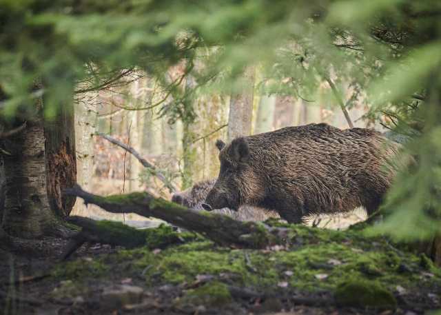 Un Cinghiale Nel Suo Habitat Naturale